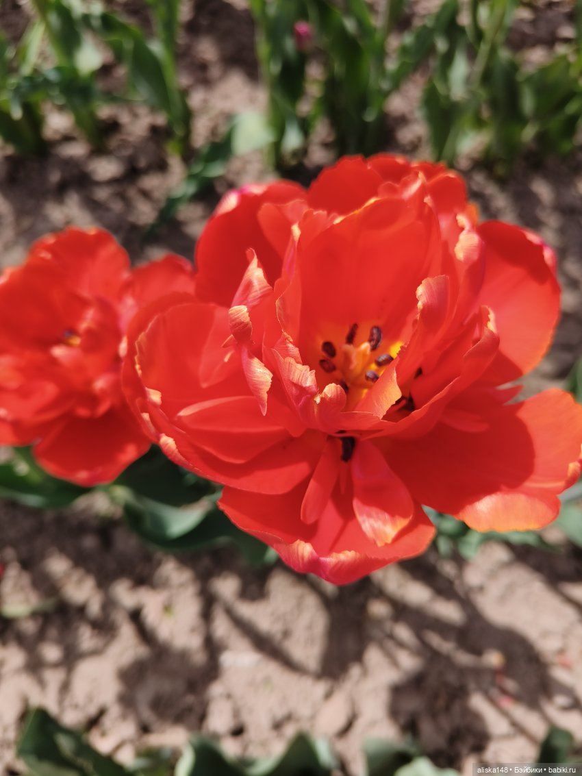 Куклы и цветы. Мадлен — Куклы с Алиэкспресс (Aliexpress): Китайские шарнирные (фото 10)