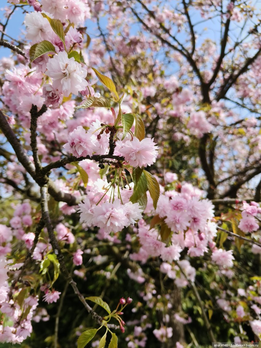 Куклы и цветы. Мадлен — Куклы с Алиэкспресс (Aliexpress): Китайские шарнирные