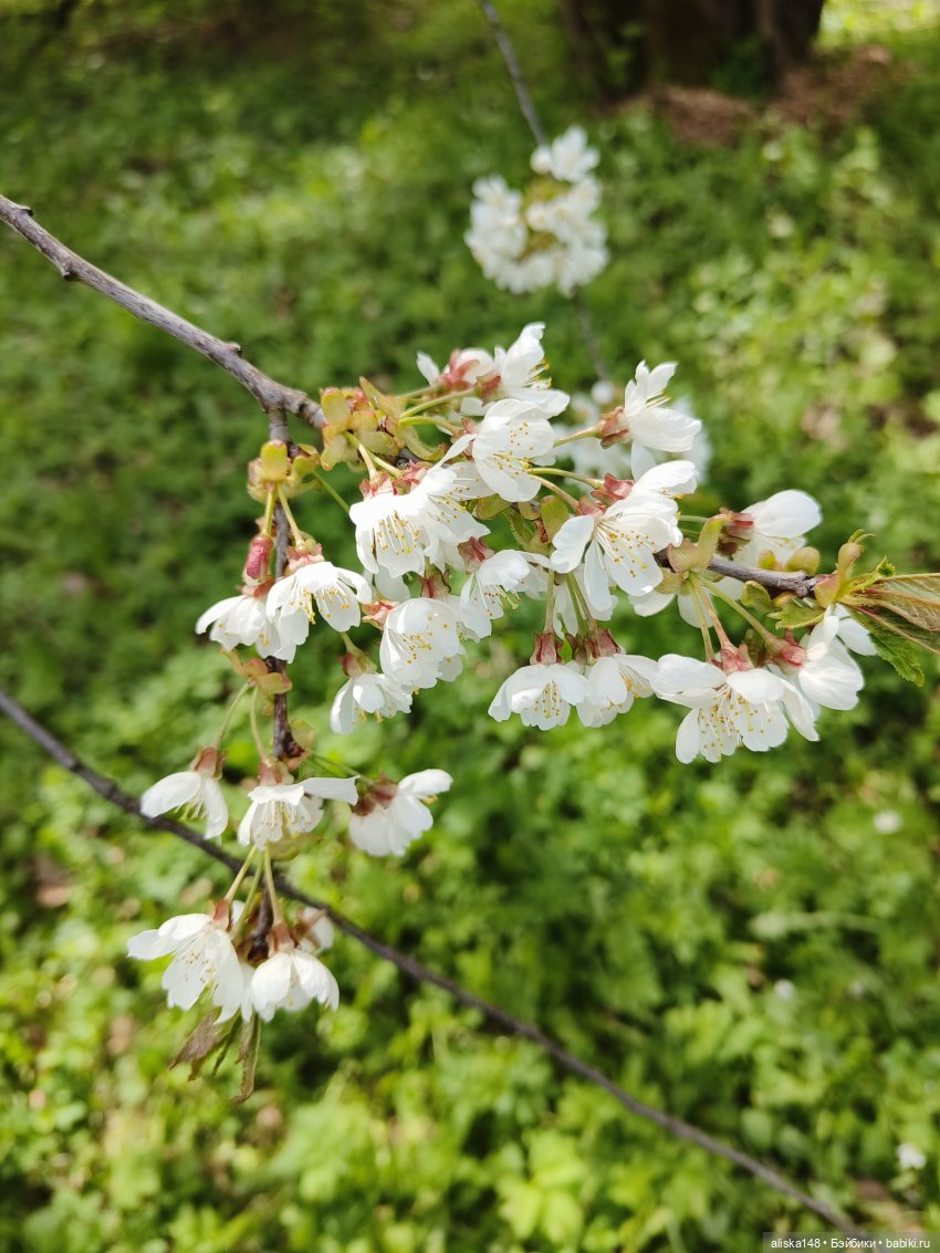 Куклы и цветы. Мадлен — Куклы с Алиэкспресс (Aliexpress): Китайские шарнирные (фото 8)