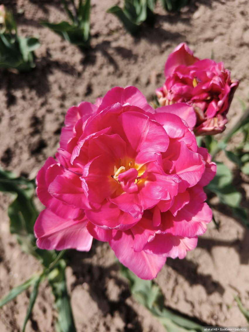 Куклы и цветы. Мадлен — Куклы с Алиэкспресс (Aliexpress): Китайские шарнирные (фото 9)