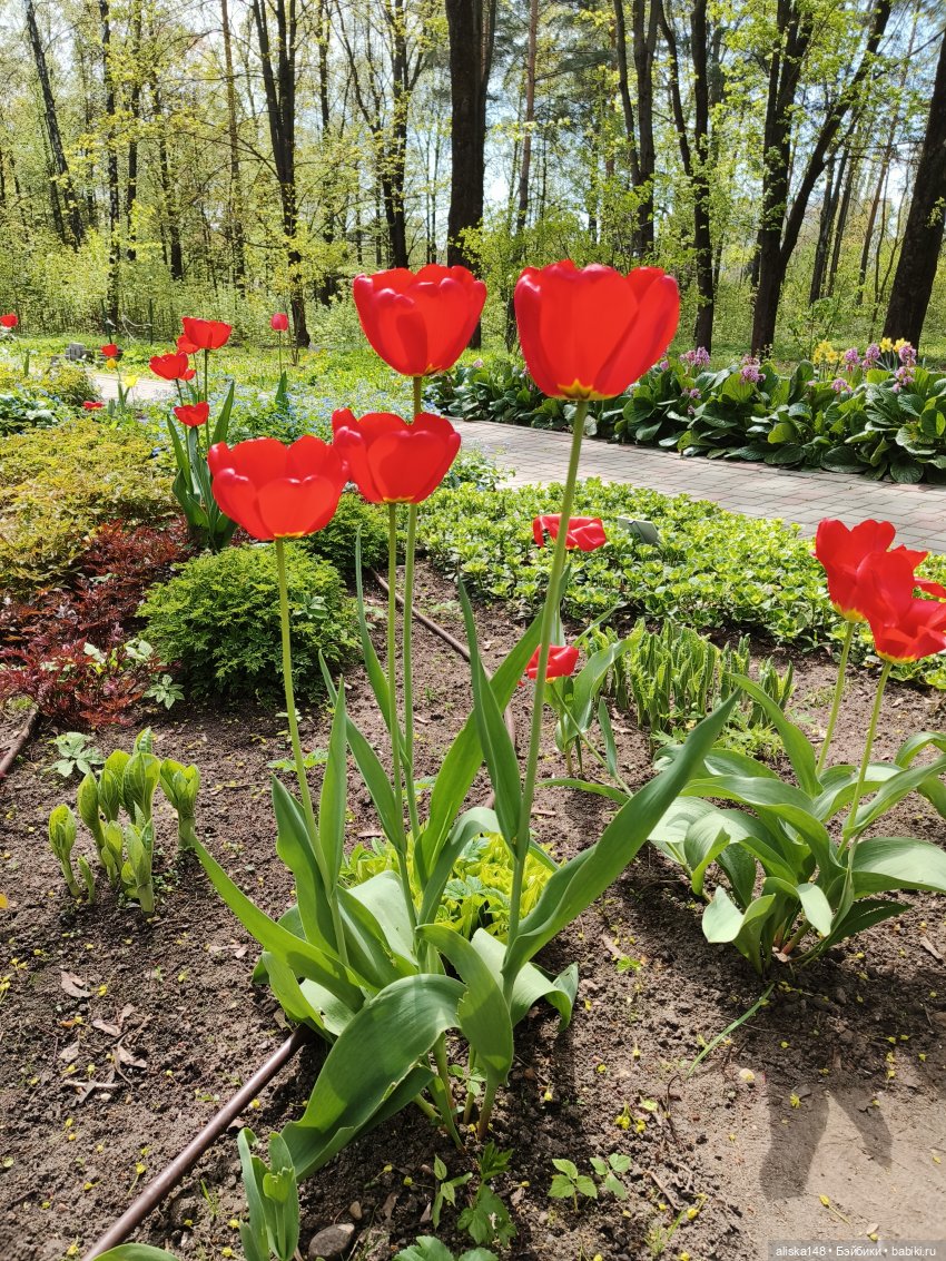 Куклы и цветы. Мадлен — Куклы с Алиэкспресс (Aliexpress): Китайские шарнирные