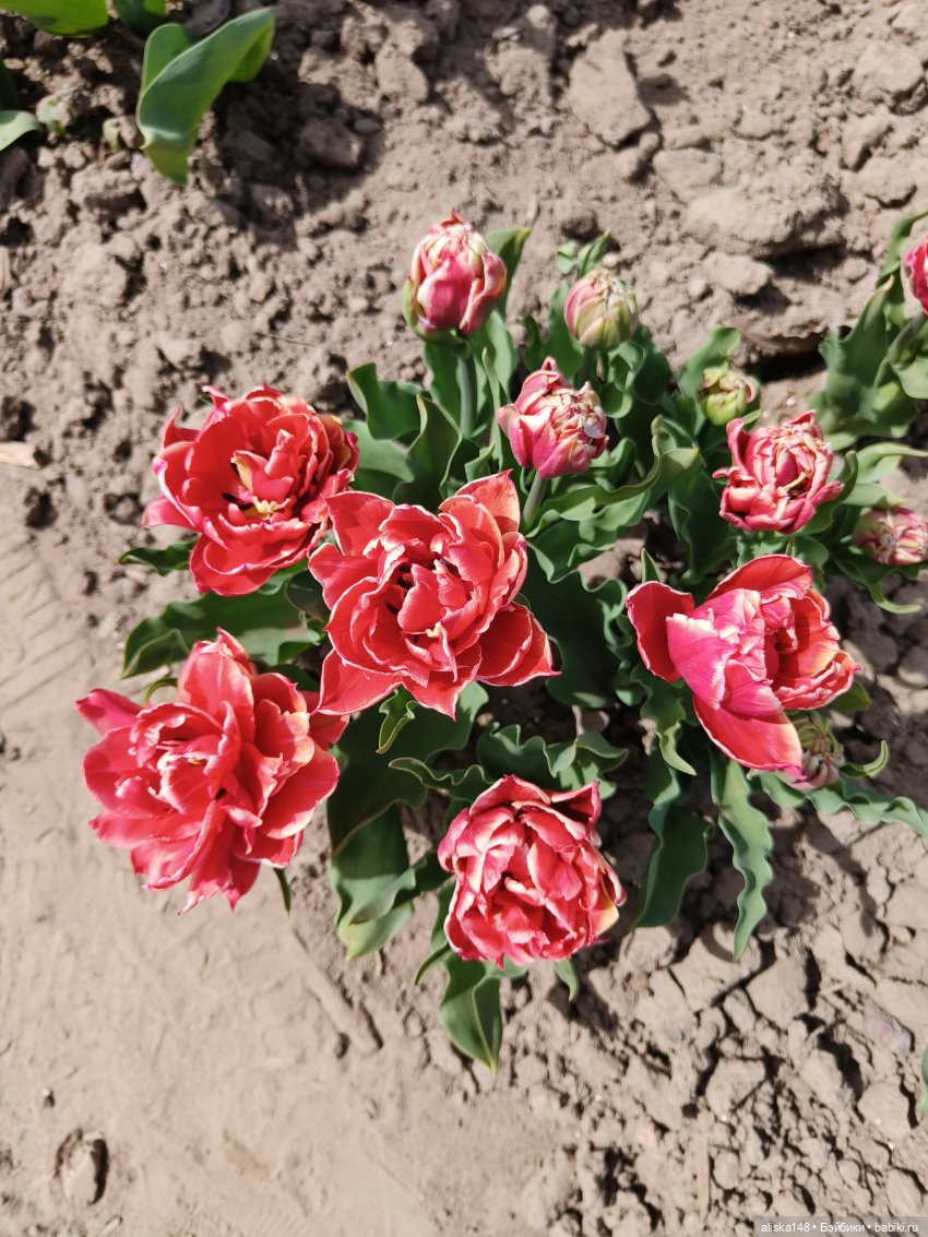 Куклы и цветы. Мадлен — Куклы с Алиэкспресс (Aliexpress): Китайские шарнирные