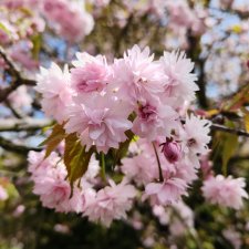 Куклы и цветы. Мадлен