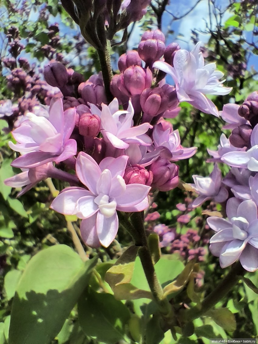 Цветы и куклы. ЛюПин и Алия