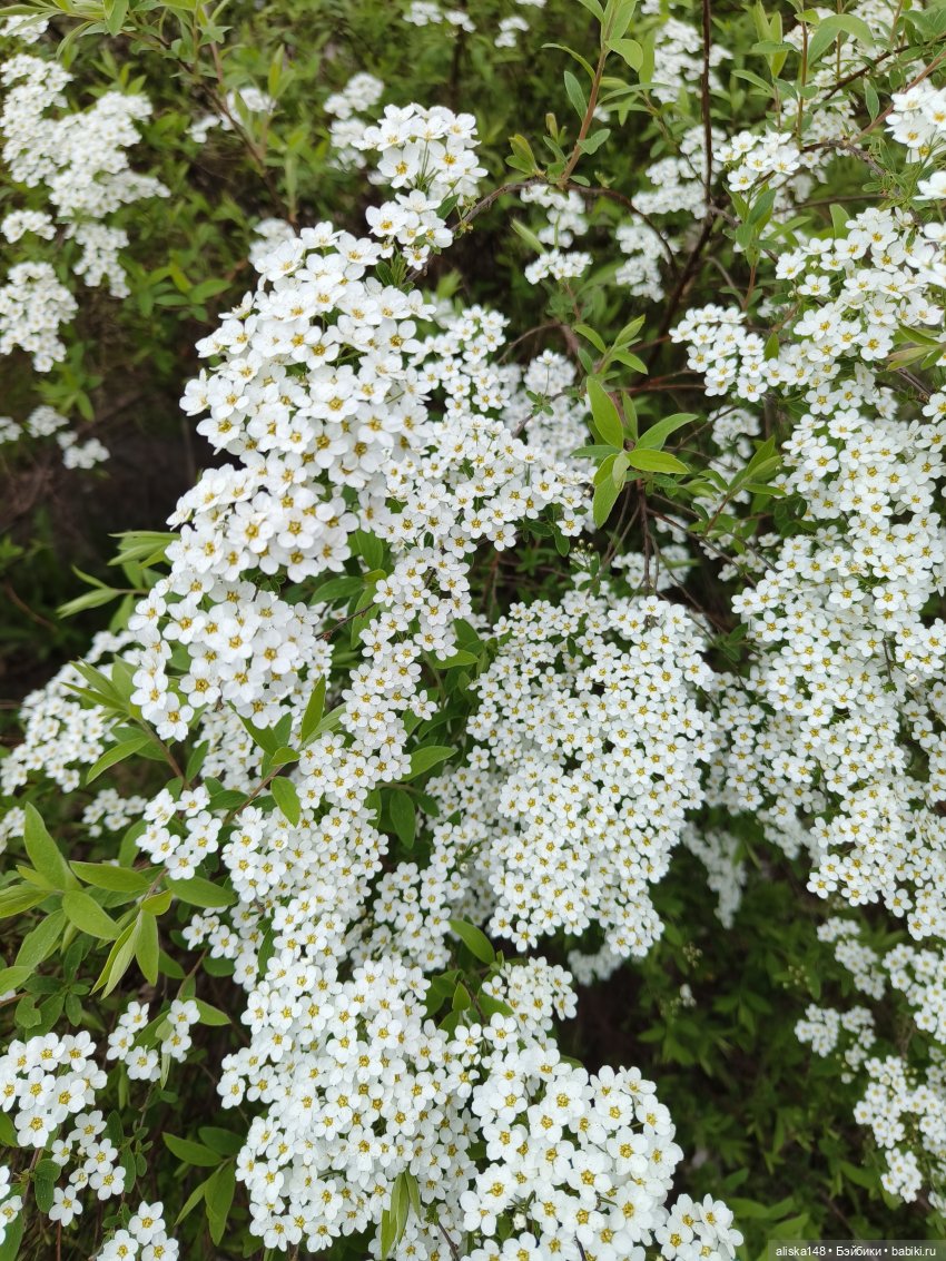 Цветы и куклы. ЛюПин и Алия (фото 9)