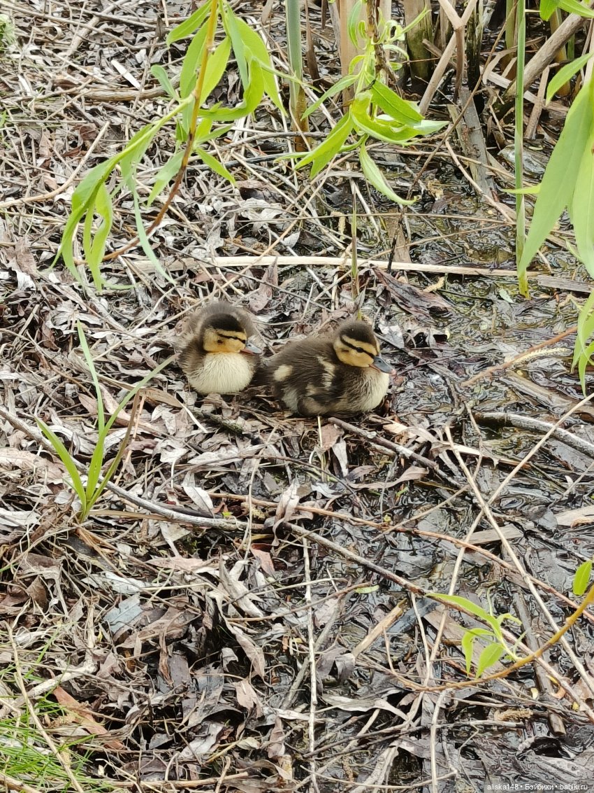 Цветы и куклы. ЛюПин и Алия