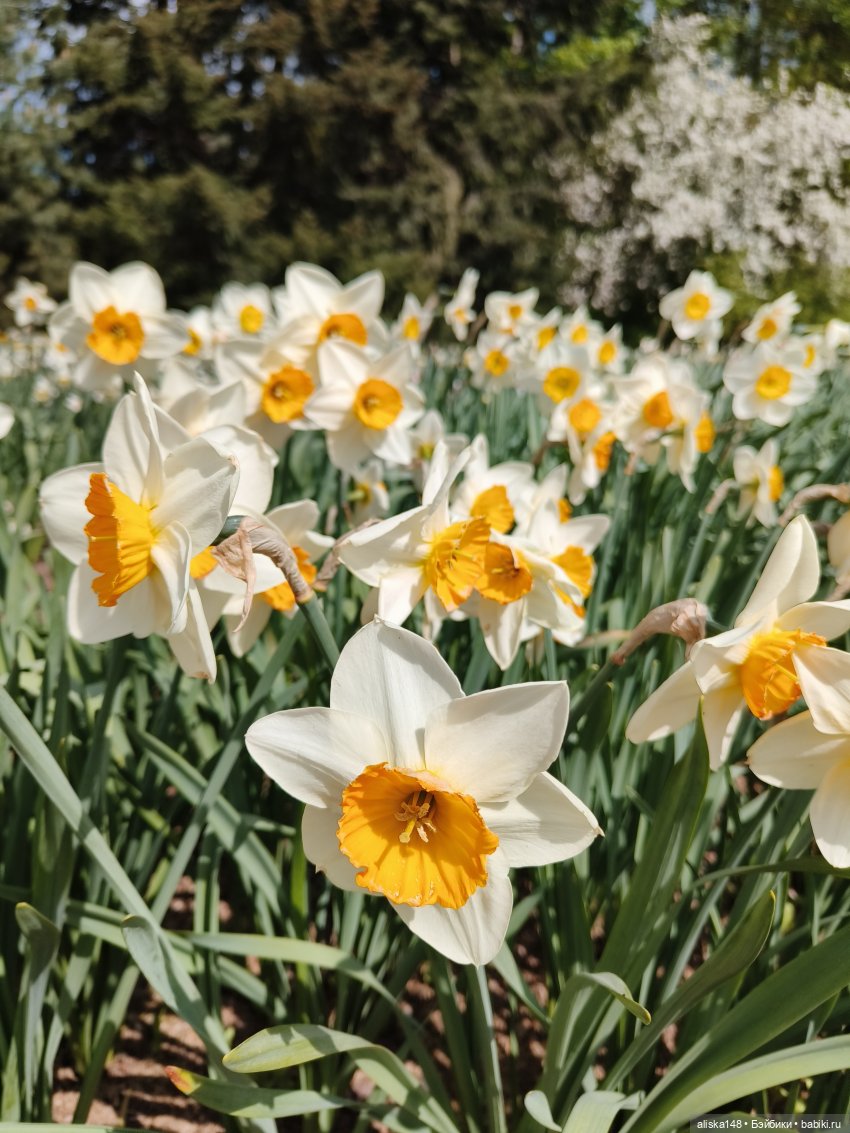 Цветы и куклы. ЛюПин и Алия