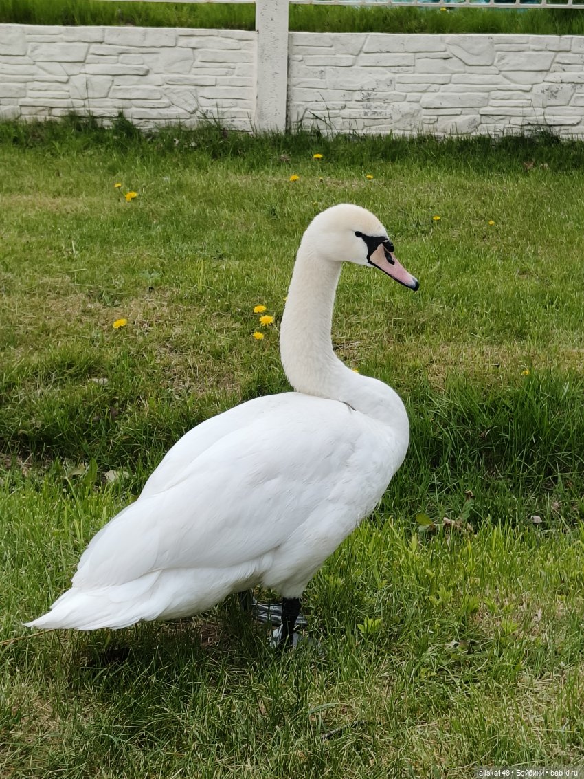 Цветы и куклы. ЛюПин и Алия