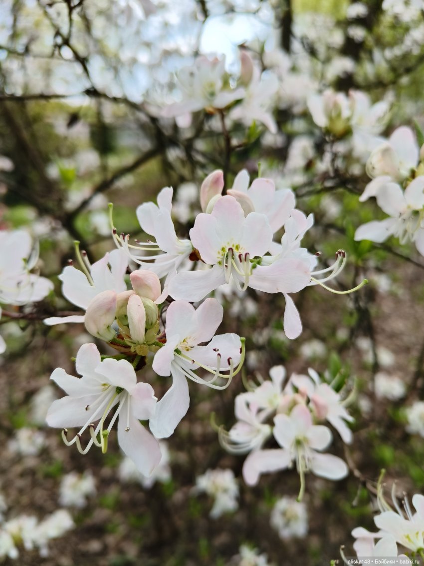 Цветы и куклы. ЛюПин и Алия (фото 5)