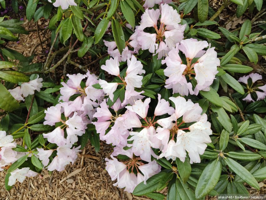 Цветы и куклы. ЛюПин и Алия (фото 7)