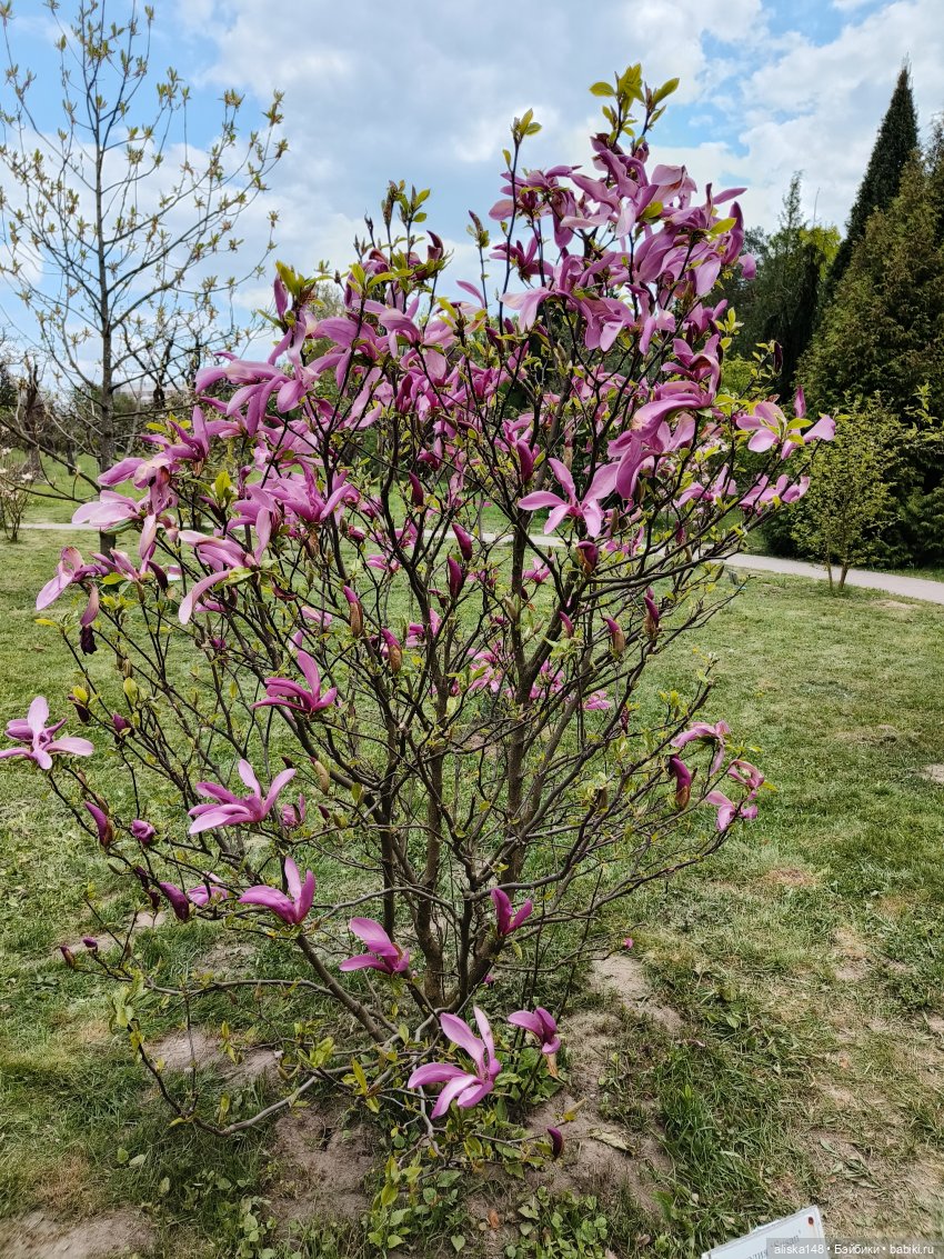 Цветы и куклы. ЛюПин и Алия