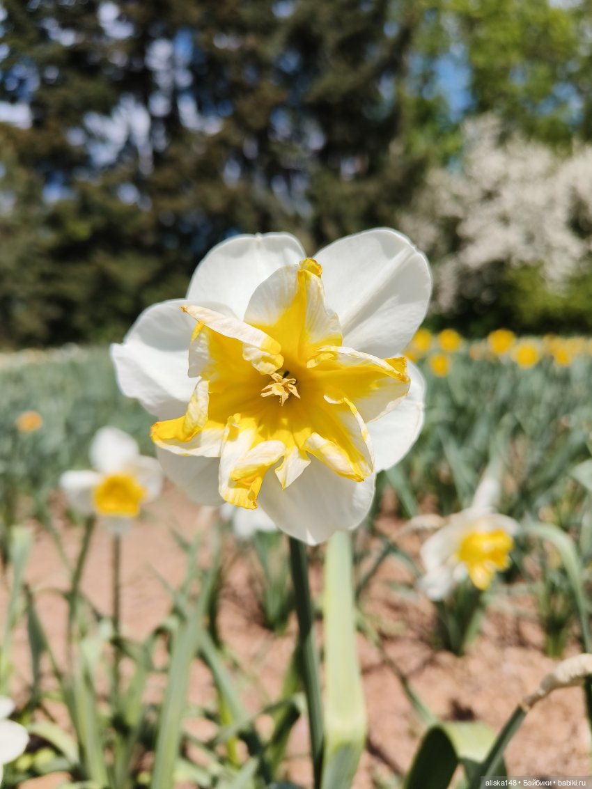 Цветы и куклы. ЛюПин и Алия
