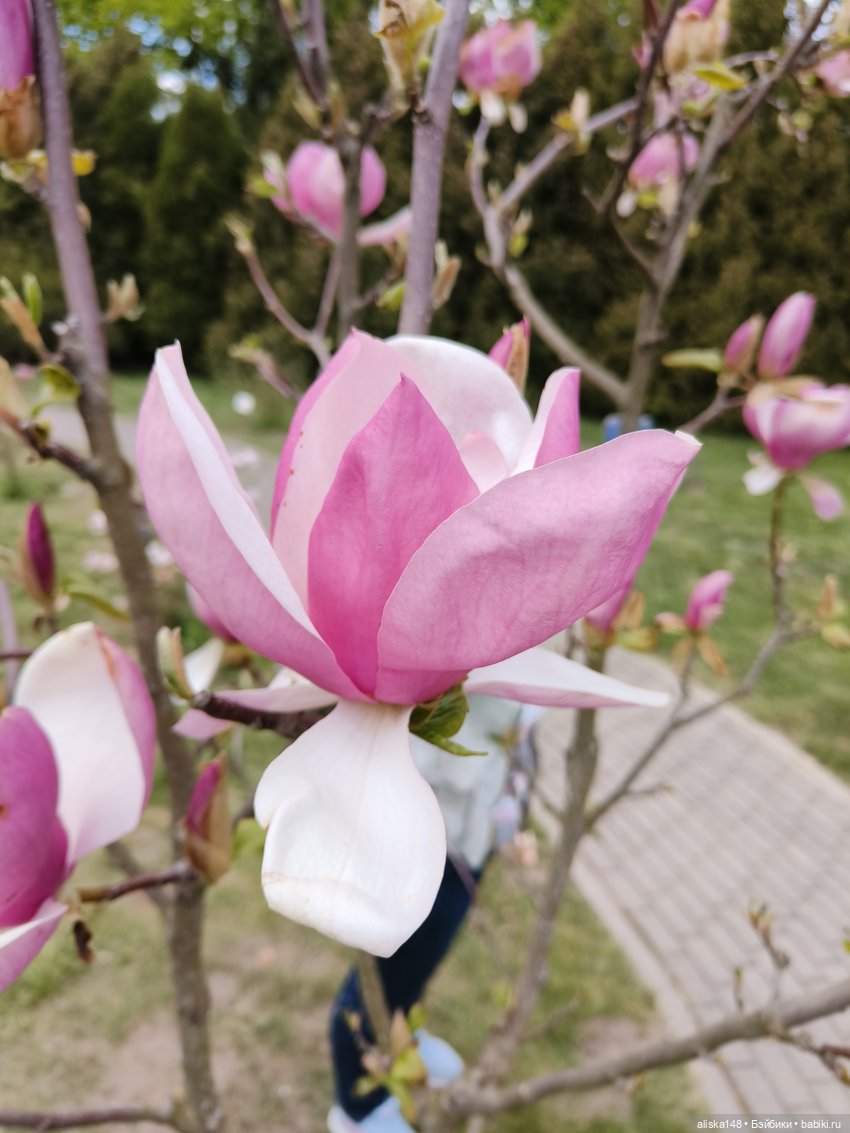 Цветы и куклы. ЛюПин и Алия