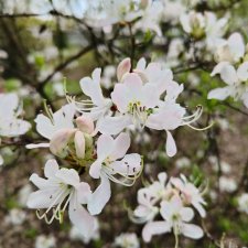 Цветы и куклы.  ЛюПин и Алия