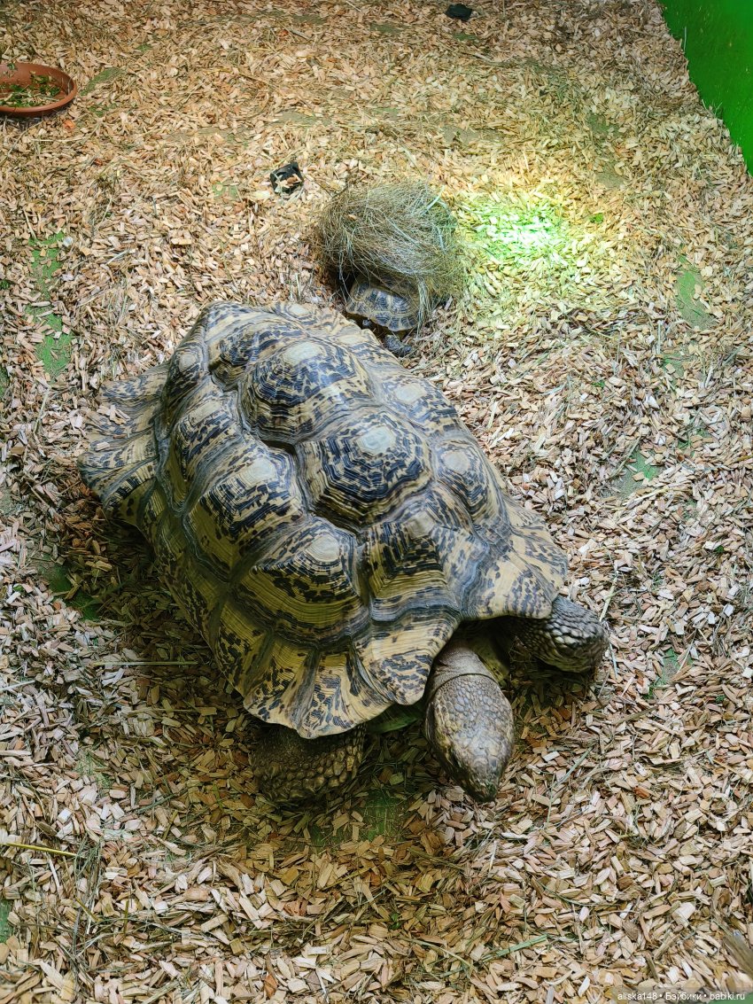 Цветы и куклы. Цыпа — Куклы Baboliy (Баболи (фото 8)