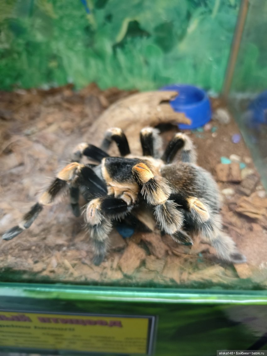 Цветы и куклы. Цыпа — Куклы Baboliy (Баболи (фото 10)