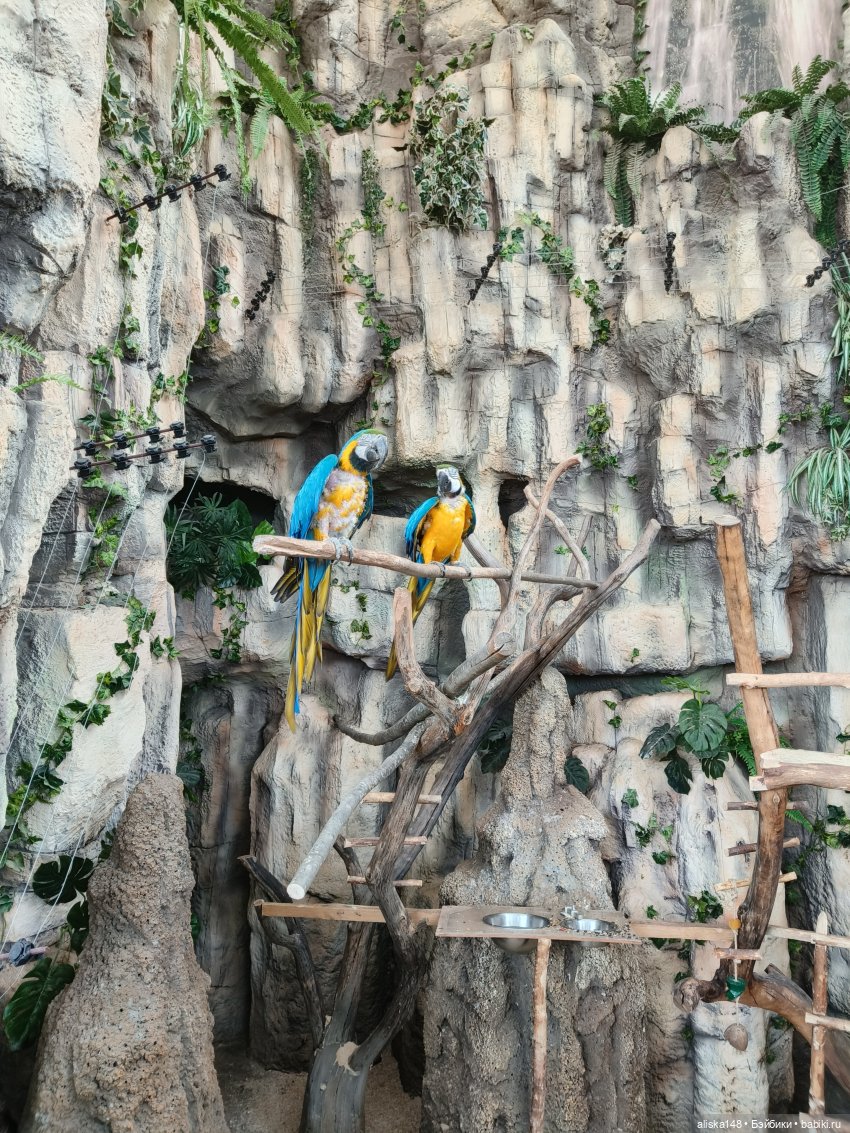 Цветы и куклы. Цыпа — Куклы Baboliy (Баболи