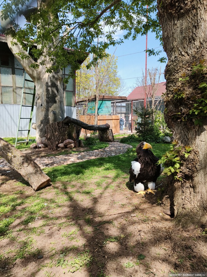 Цветы и куклы. Цыпа — Куклы Baboliy (Баболи (фото 5)