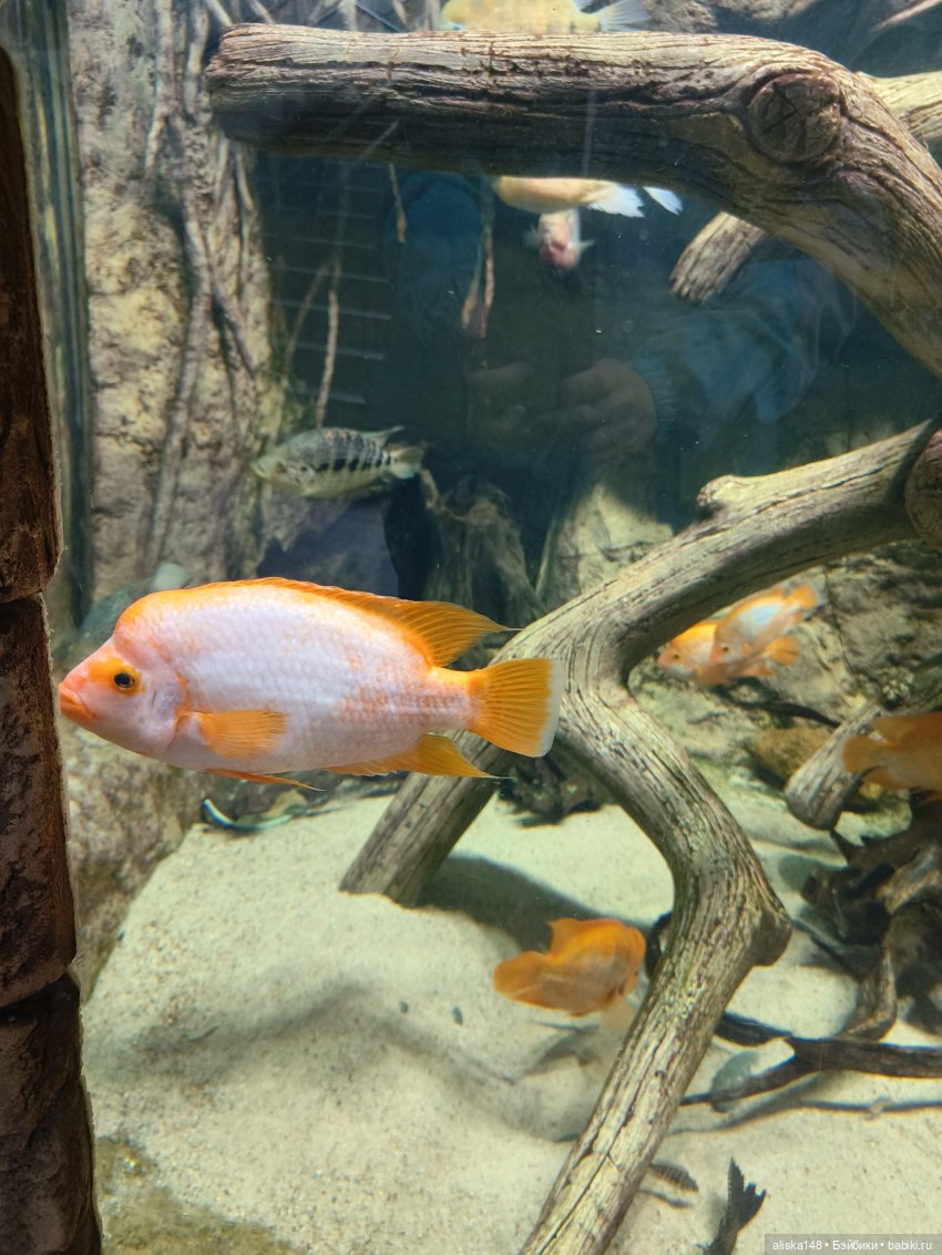 Цветы и куклы. Цыпа — Куклы Baboliy (Баболи