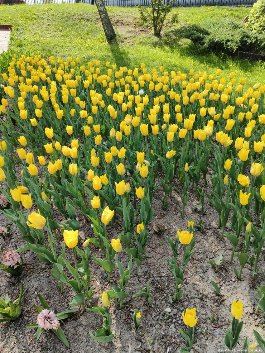 Цветы и куклы. Цыпа — Куклы Baboliy (Баболи (фото 4)