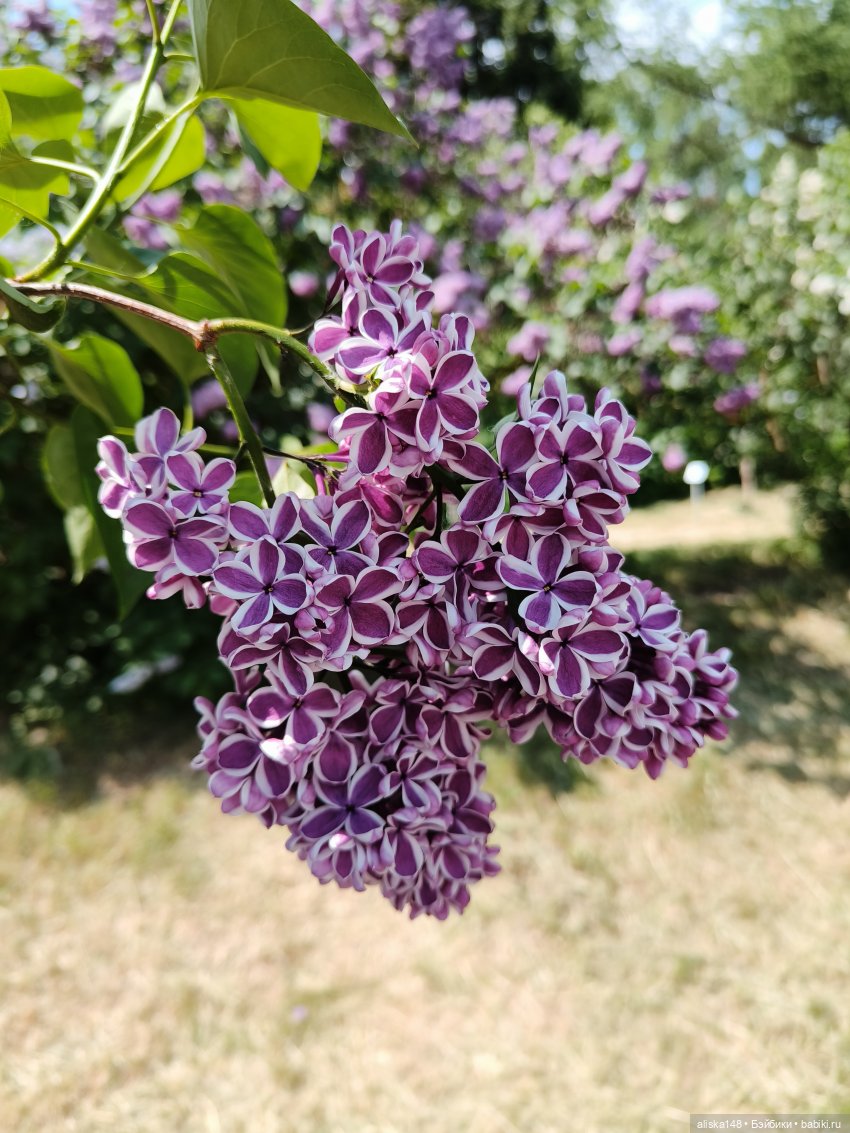 Цветы и куклы. Теперь пещерки