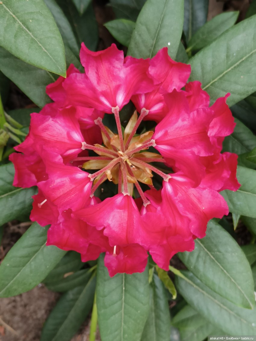 Цветы и куклы. Теперь пещерки (фото 3)