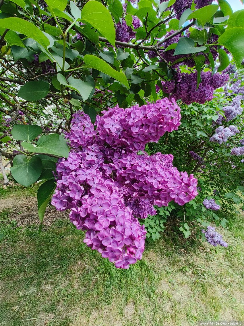 Цветы и куклы. Теперь пещерки