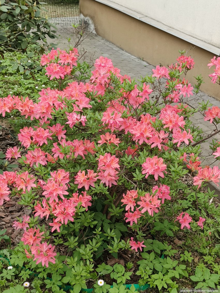 Цветы и куклы. Теперь пещерки (фото 2)