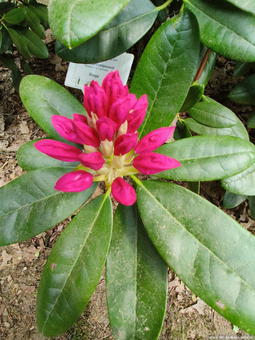 Цветы и куклы. Теперь пещерки (фото 9)