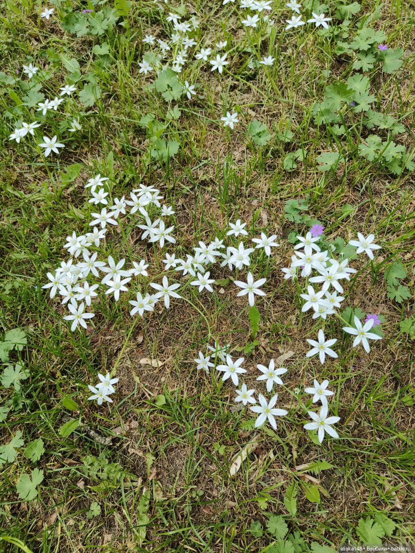 Цветы и куклы. Теперь пещерки