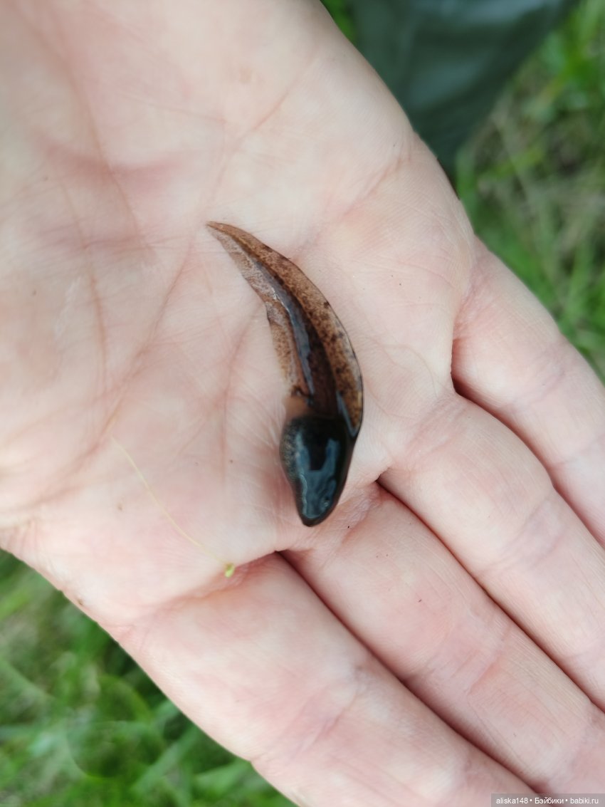 Путешествие по Беларуси. Часть первая, рабочая (фото 4)