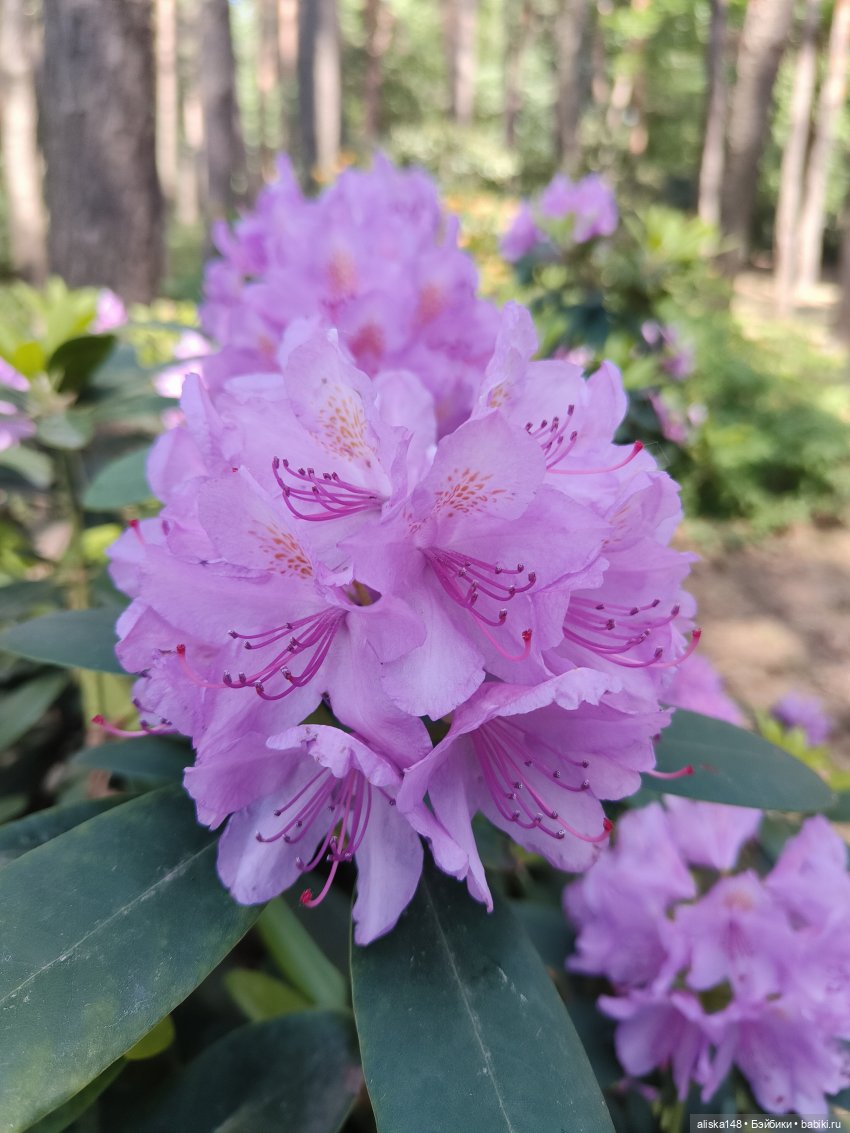 Ботанический сад в июне — Аналоги Барби и куклы 1/6: клоны 90 (фото 4)