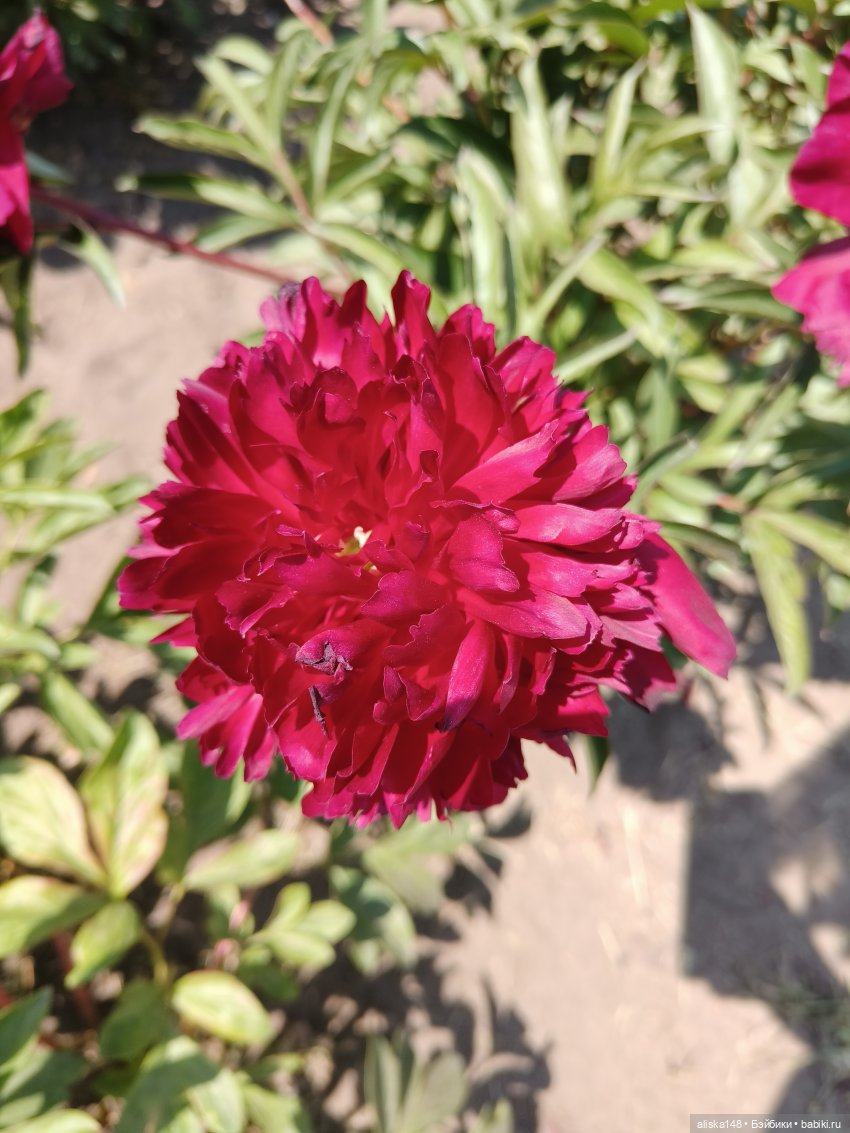 Ботанический сад в июне — Аналоги Барби и куклы 1/6: клоны 90 (фото 10)