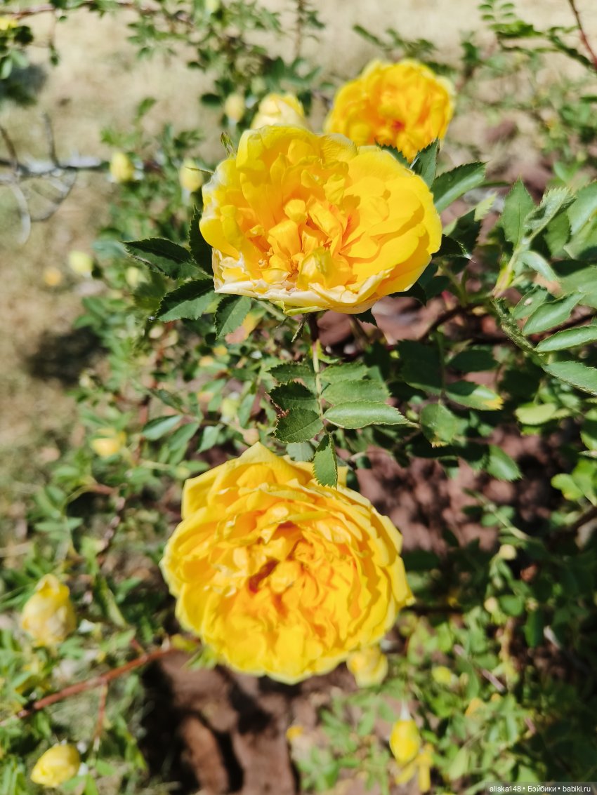 Ботанический сад в июне — Аналоги Барби и куклы 1/6: клоны 90