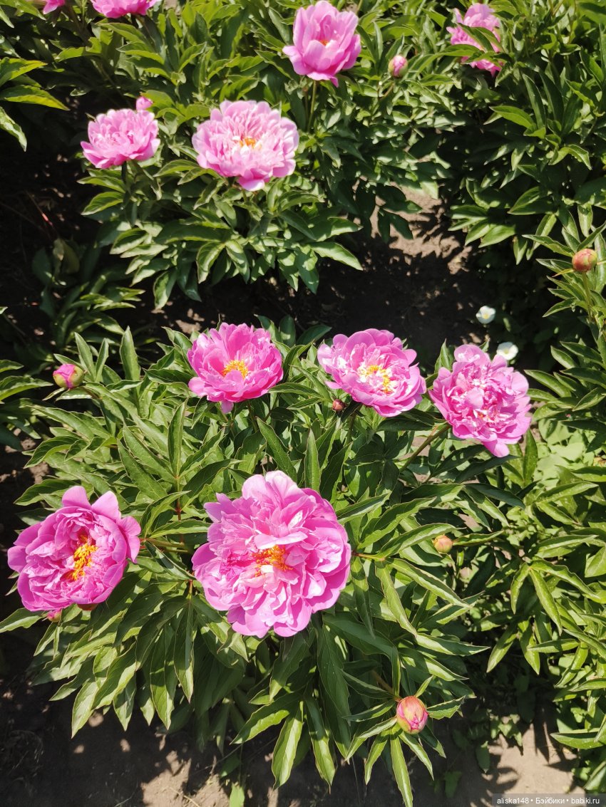 Ботанический сад в июне — Аналоги Барби и куклы 1/6: клоны 90 (фото 7)