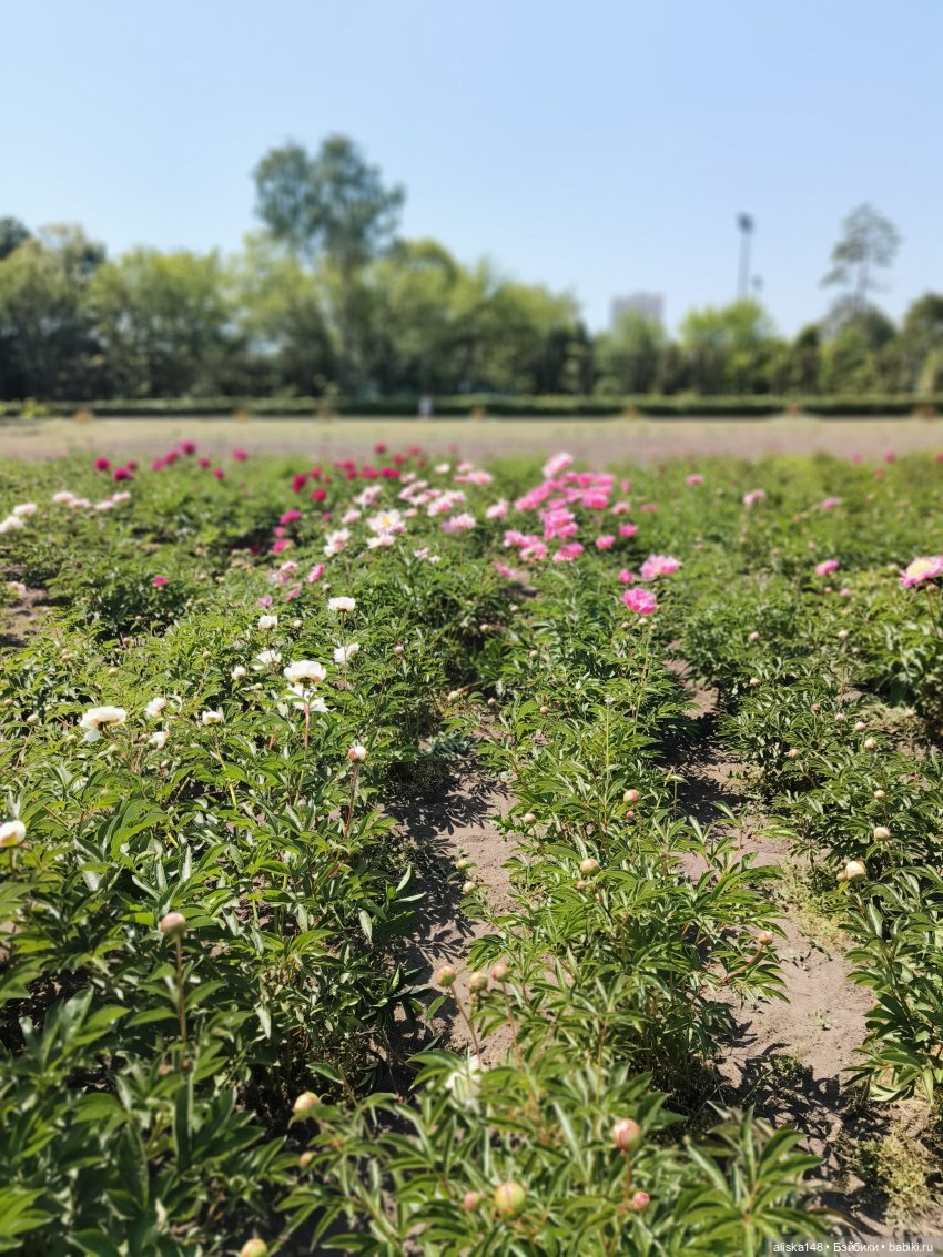 Ботанический сад в июне — Аналоги Барби и куклы 1/6: клоны 90 (фото 6)