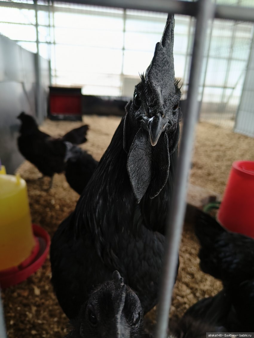 Лето у бабушки — Куклы Baboliy (Баболи