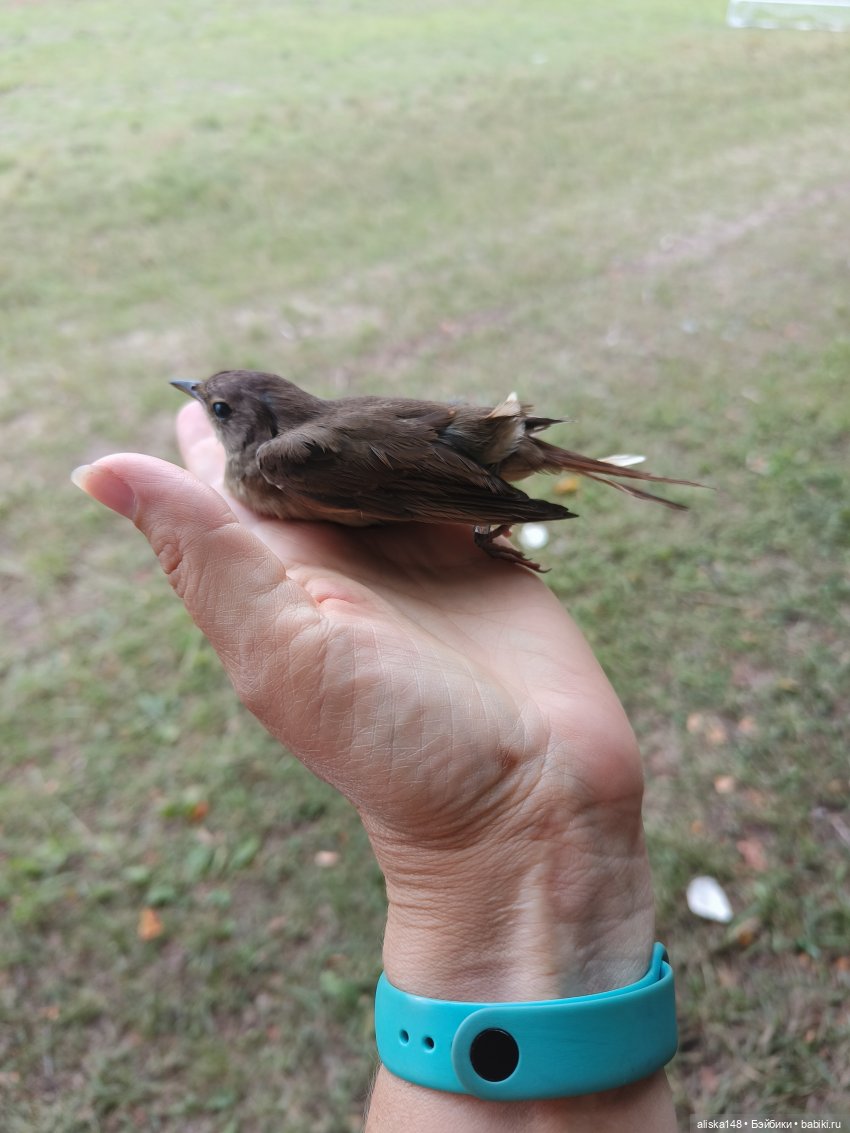 Как я провел лето. Споровский заказник (фото 2)