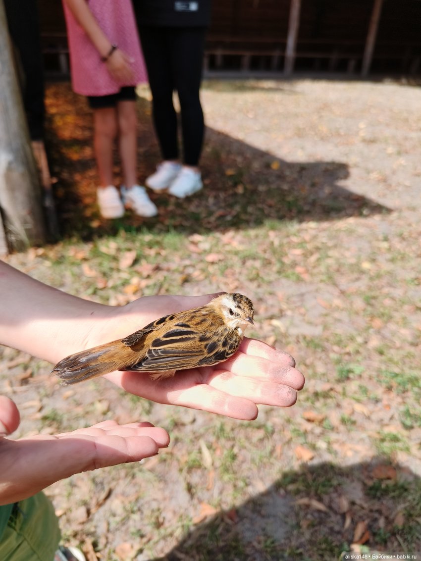Как я провел лето. Споровский заказник (фото 3)