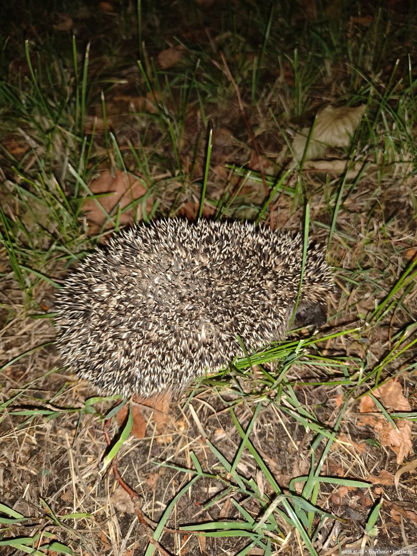 Как я провел лето. Споровский заказник (фото 8)