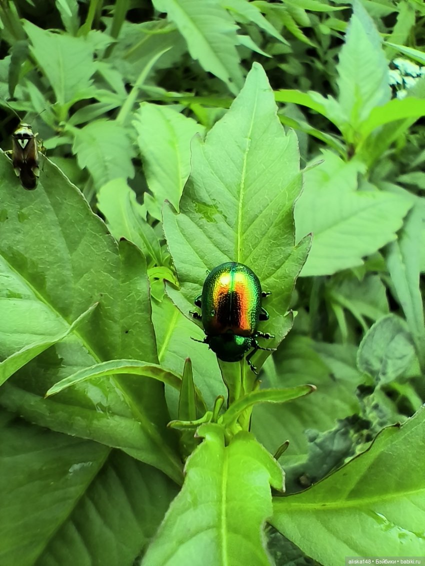 Как я провел лето. Споровский заказник (фото 9)