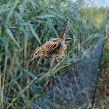 Как я провел лето. Споровский заказник.