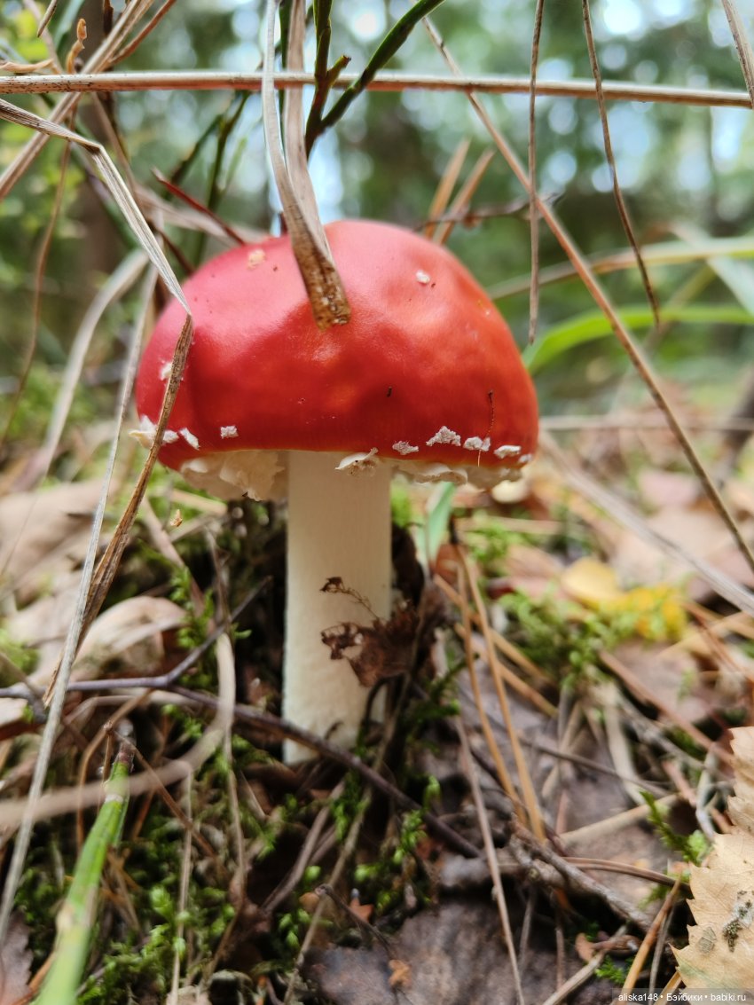 Все в лес! За грибами — Куклы Baboliy (Баболи (фото 8)