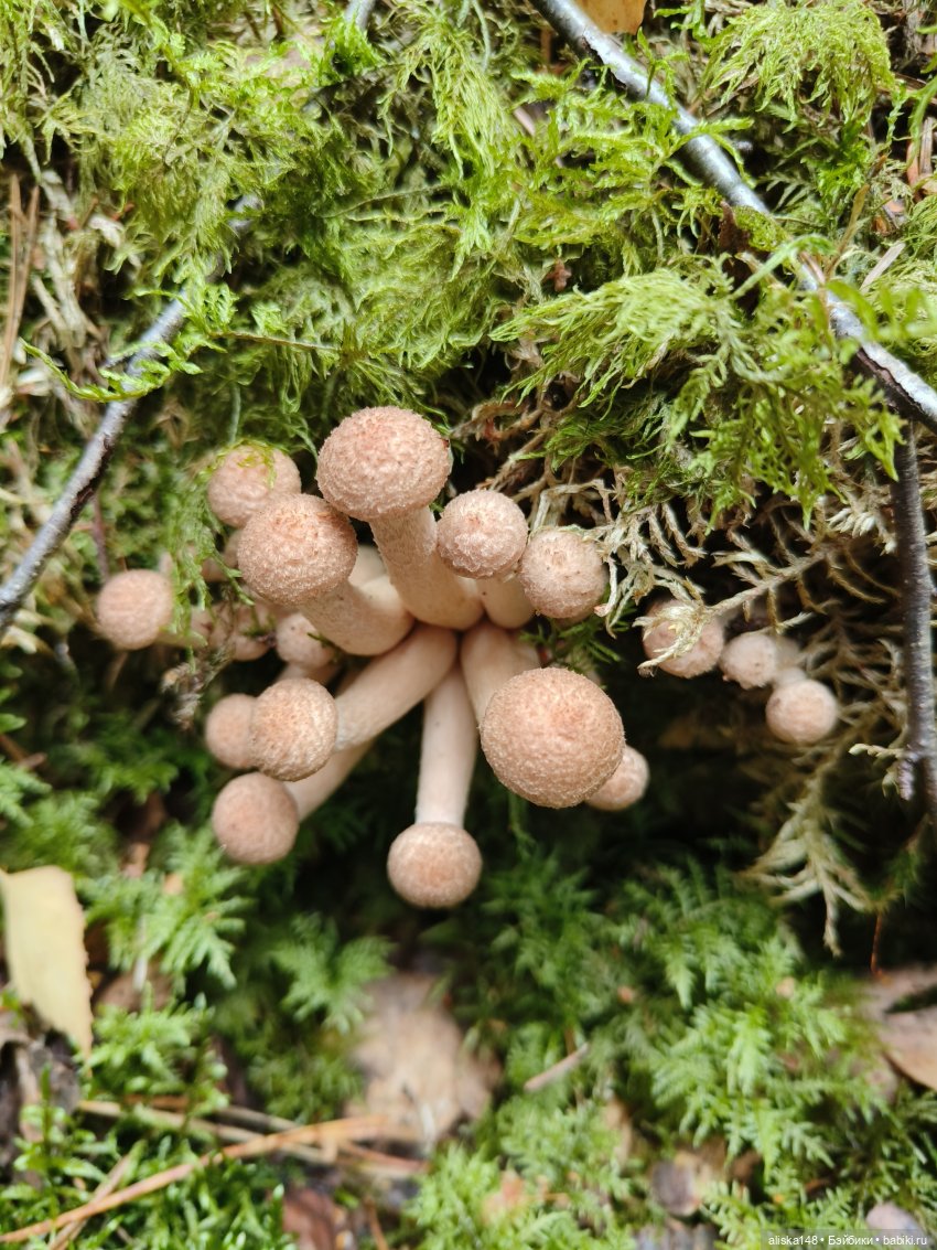 Все в лес! За грибами — Куклы Baboliy (Баболи