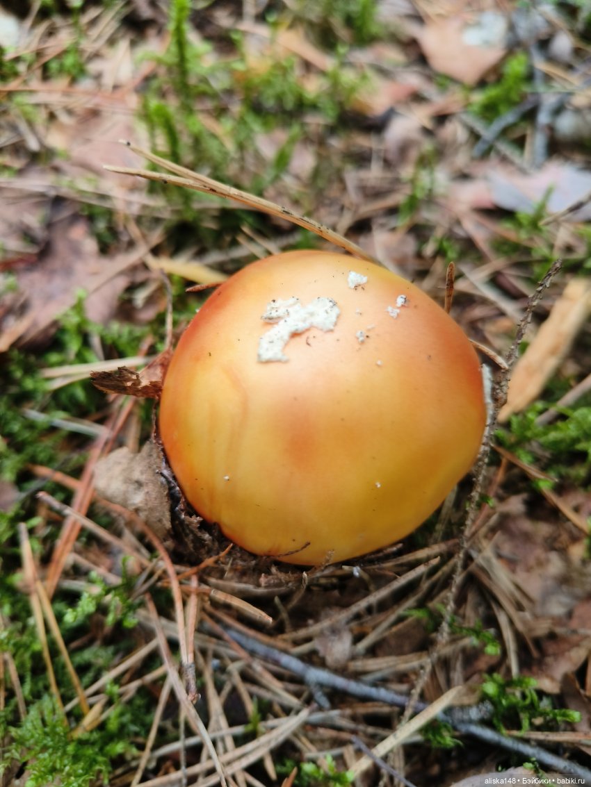 Все в лес! За грибами — Куклы Baboliy (Баболи