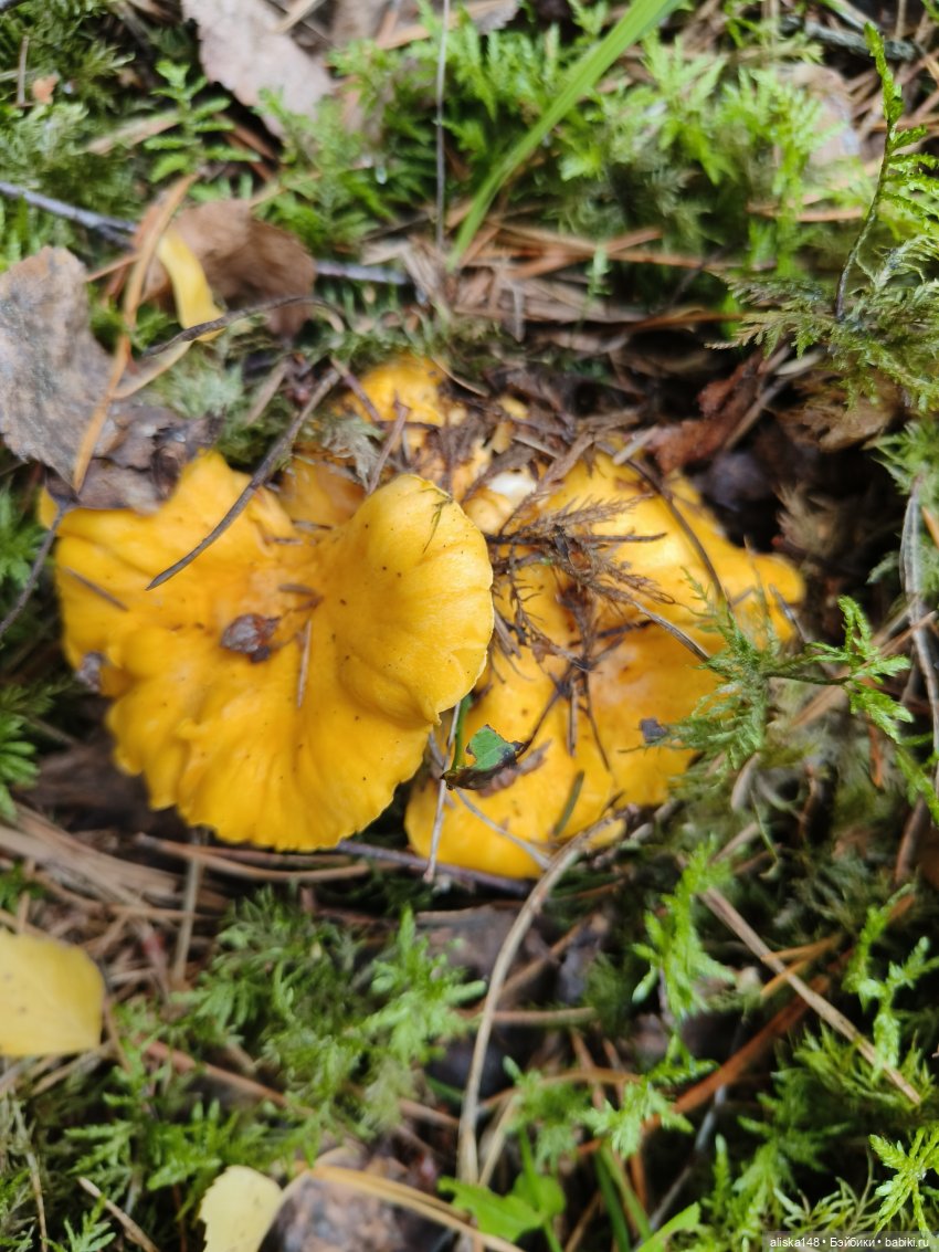 Все в лес! За грибами — Куклы Baboliy (Баболи (фото 9)