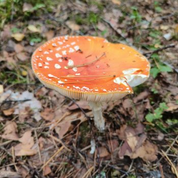 Все в лес! За грибами!