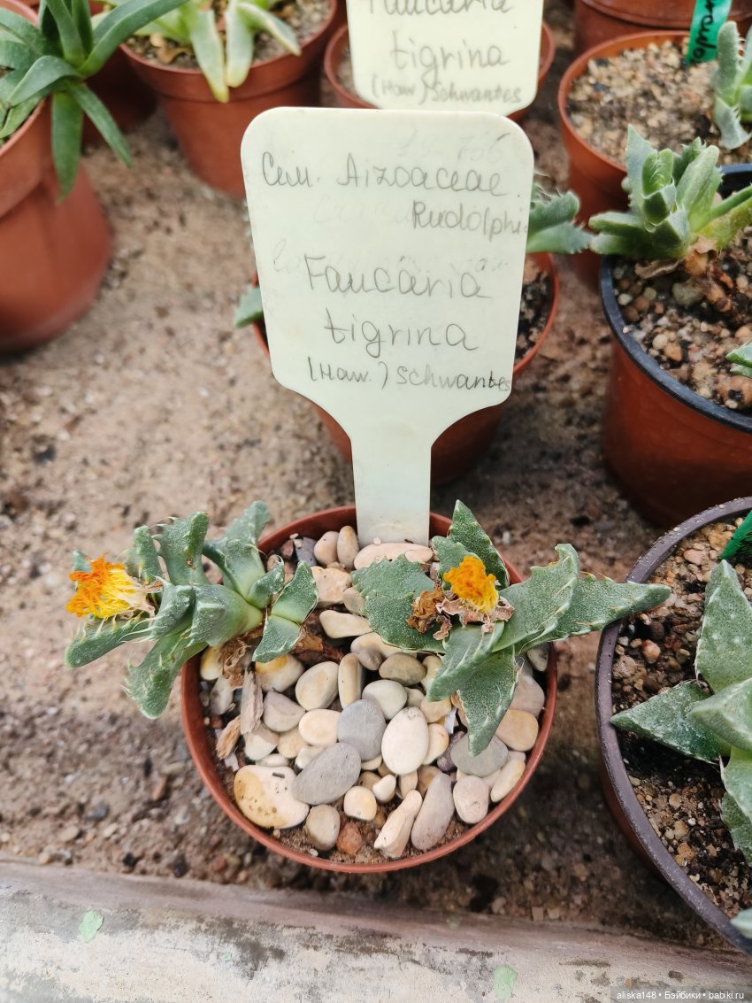 Из зимы в лето. Ванесса и кактусы (фото 3)