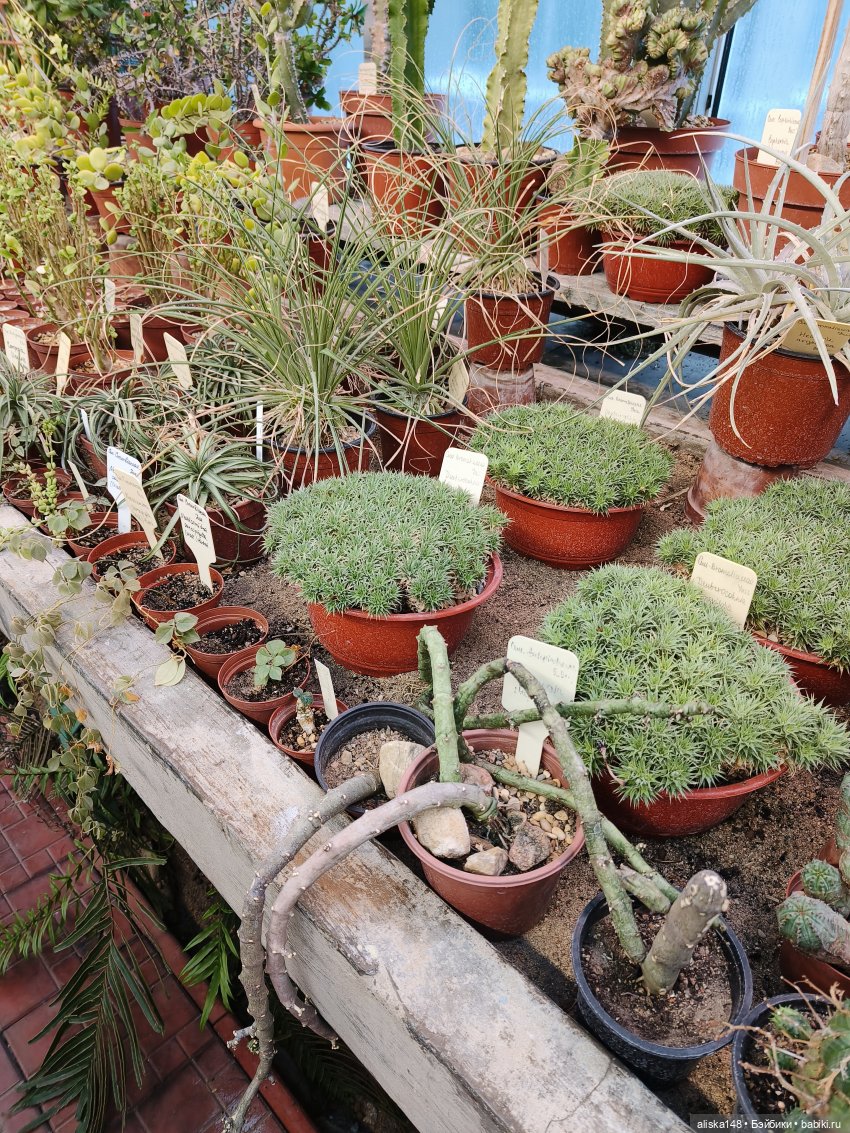 Из зимы в лето. Ванесса и кактусы