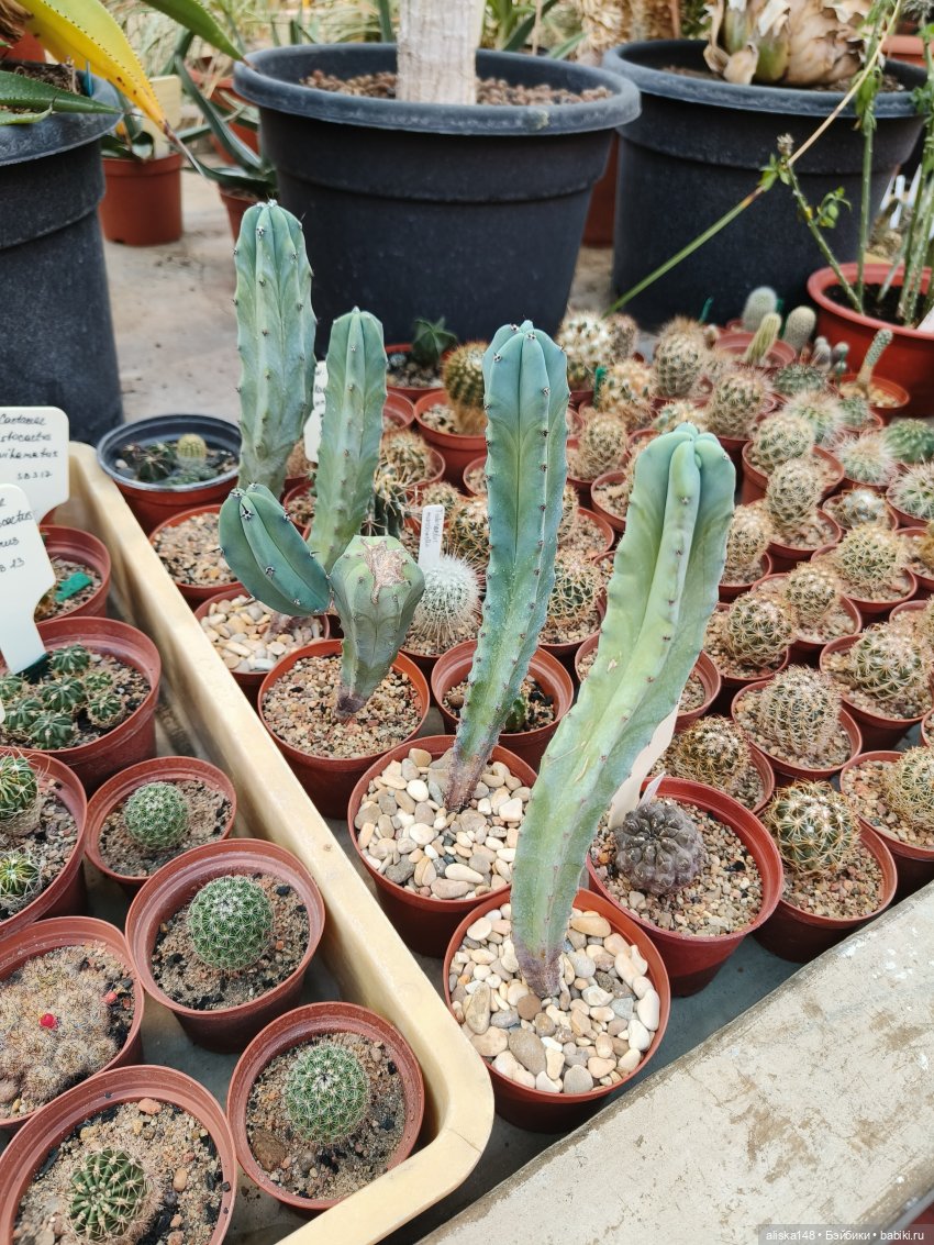 Из зимы в лето. Ванесса и кактусы (фото 9)